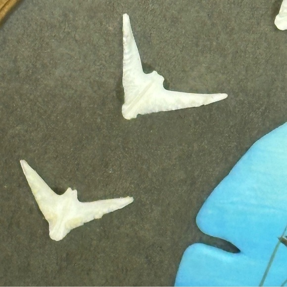 Sand Dollar Mystery Framed Shadow Box Art 9 in X 11 in Real Painted Sand Dollar - Picture 5 of 8